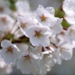 新时代娱乐中的数字化转型与用户体验提升 6lshe