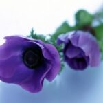 新时代娱乐中的女性力量:她们如何引领潮流 wkskmubt